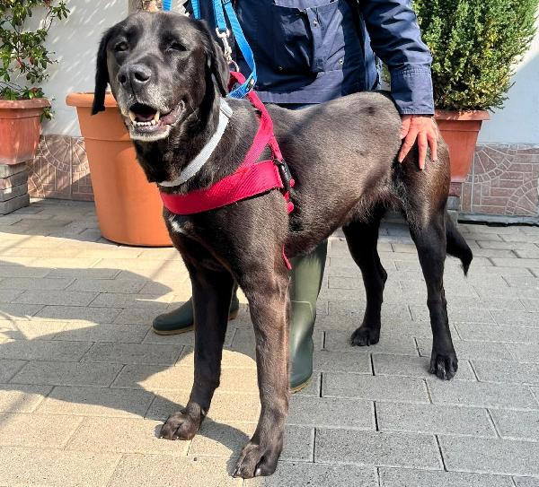 ELIJA LABRADOR Foto 2